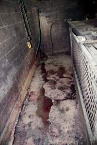 Blood on floor of slaughter room - This is the area where Wally bludgeoned and killed his pigs - Captured at Wally's Piggery, Jeir NSW Australia.