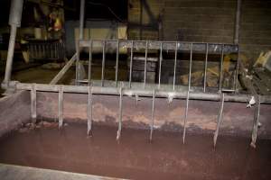 Scalding tank - Pig's head hanging in background - Captured at Wally's Piggery, Jeir NSW Australia.