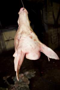 Pig's head hanging from hook in slaughter room - Australian pig farming - Captured at Wally's Piggery, Jeir NSW Australia.