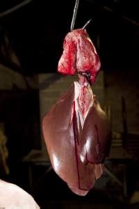 Pig organs hanging on hook in slaughter room - Australian pig farming - Captured at Wally's Piggery, Jeir NSW Australia.