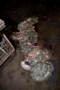 Pig guts spilled over floor of slaughter room - Australian pig farming - Captured at Wally's Piggery, Jeir NSW Australia.