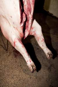 Pig carcass hanging in slaughter room - Australian pig farming - Captured at Wally's Piggery, Jeir NSW Australia.