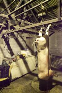 Pig carcass hanging in slaughter room - Australian pig farming - Captured at Wally's Piggery, Jeir NSW Australia.