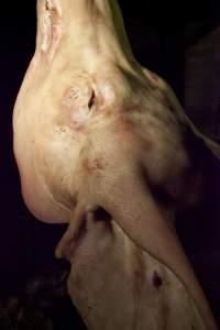 Pig's head hanging on hook in slaughter room - Australian pig farming - Captured at Wally's Piggery, Jeir NSW Australia.