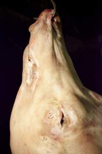 Pig's head hanging on hook in slaughter room - Australian pig farming - Captured at Wally's Piggery, Jeir NSW Australia.