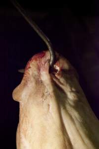 Pig's head hanging on hook in slaughter room - Australian pig farming - Captured at Wally's Piggery, Jeir NSW Australia.