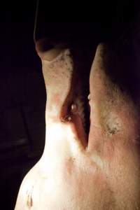 Pig's head hanging on hook in slaughter room - Australian pig farming - Captured at Wally's Piggery, Jeir NSW Australia.