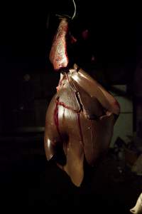 Pig's organs hanging on hook in slaughter room - Australian pig farming - Captured at Wally's Piggery, Jeir NSW Australia.