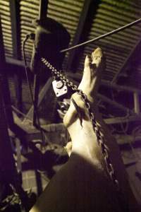 Pig carcass hanging from hook in slaughter room - Australian pig farming - Captured at Wally's Piggery, Jeir NSW Australia.