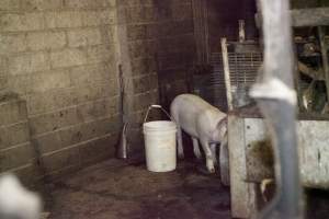 Loose pig in slaughter room - Rifle propped up against wall - Captured at Wally's Piggery, Jeir NSW Australia.