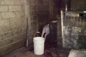 Loose pig in slaughter room - Rifle propped up against wall - Captured at Wally's Piggery, Jeir NSW Australia.