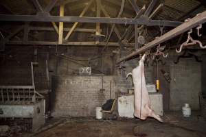 Pig carcass hanging from hook in slaughter room - Australian pig farming - Captured at Wally's Piggery, Jeir NSW Australia.