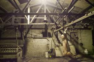 Pig carcass hanging from hook in slaughter room - Australian pig farming - Captured at Wally's Piggery, Jeir NSW Australia.