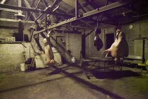 Pig's head, organs and carcass hanging in slaughter room - Australian pig farming - Captured at Wally's Piggery, Jeir NSW Australia.