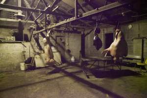 Pig's head, organs and carcass hanging in slaughter room - Australian pig farming - Captured at Wally's Piggery, Jeir NSW Australia.