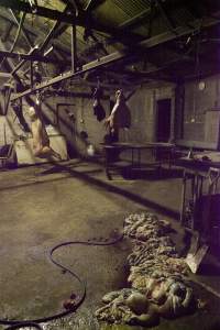Pig's head, organs and carcass hanging in slaughter room - Guts spilled over floor - Captured at Wally's Piggery, Jeir NSW Australia.