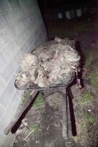 Wheelbarrow full of skin and fur - Outside slaughter room - Captured at Wally's Piggery, Jeir NSW Australia.