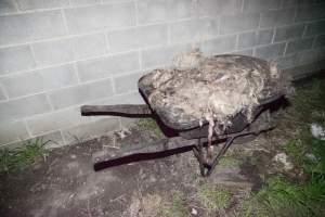 Wheelbarrow full of skin and fur - Australian pig farming - Captured at Wally's Piggery, Jeir NSW Australia.