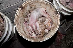 Buckets of dead piglets - Australian pig farming - Captured at Wally's Piggery, Jeir NSW Australia.