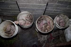 Buckets of dead piglets - Australian pig farming - Captured at Wally's Piggery, Jeir NSW Australia.