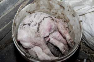 Buckets of dead piglets - Australian pig farming - Captured at Wally's Piggery, Jeir NSW Australia.