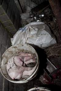 Buckets of dead piglets - Australian pig farming - Captured at Wally's Piggery, Jeir NSW Australia.