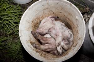 Buckets of dead piglets - Australian pig farming - Captured at Wally's Piggery, Jeir NSW Australia.