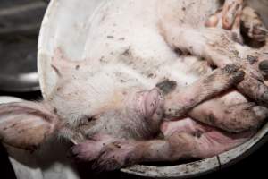 Buckets of dead piglets - Australian pig farming - Captured at Wally's Piggery, Jeir NSW Australia.