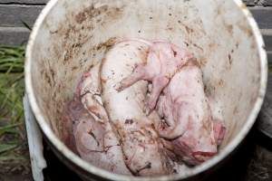 Buckets of dead piglets - Australian pig farming - Captured at Wally's Piggery, Jeir NSW Australia.