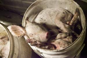 Buckets of dead piglets - Australian pig farming - Captured at Wally's Piggery, Jeir NSW Australia.