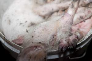 Buckets of dead piglets - Australian pig farming - Captured at Wally's Piggery, Jeir NSW Australia.