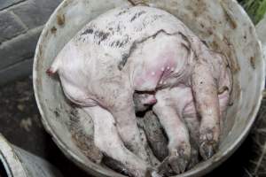 Buckets of dead piglets - Australian pig farming - Captured at Wally's Piggery, Jeir NSW Australia.