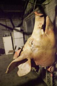 Pig's head hanging on hook in slaughterhouse - Australian pig farming - Captured at Wally's Piggery, Jeir NSW Australia.