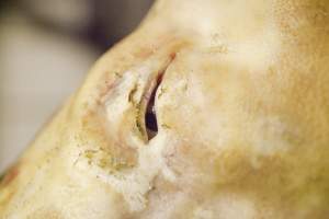 Eye of dead pig - Australian pig farming - Captured at Wally's Piggery, Jeir NSW Australia.