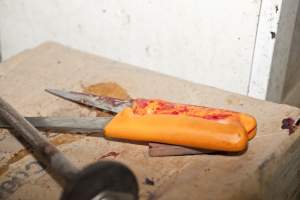 Bloody knives in slaughter room - Australian pig farming - Captured at Wally's Piggery, Jeir NSW Australia.