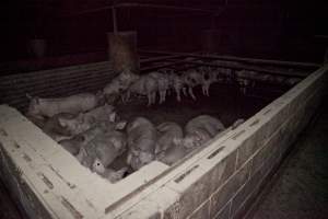 Grower pigs - Australian pig farming - Captured at Wally's Piggery, Jeir NSW Australia.