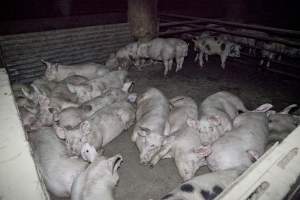 Grower pigs - Australian pig farming - Captured at Wally's Piggery, Jeir NSW Australia.