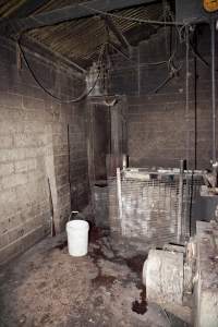 Slaughter room - Australian pig farming - Captured at Wally's Piggery, Jeir NSW Australia.