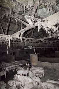 Slaughter room - Australian pig farming - Captured at Wally's Piggery, Jeir NSW Australia.