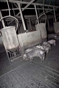 Grower pigs - Australian pig farming - Captured at Wally's Piggery, Jeir NSW Australia.