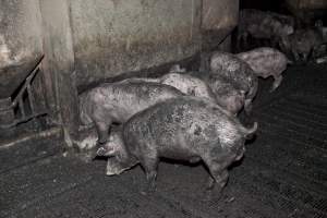 Grower pigs - Australian pig farming - Captured at Wally's Piggery, Jeir NSW Australia.