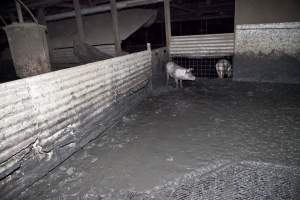 Grower pigs, excrement-covered floor - Australian pig farming - Captured at Wally's Piggery, Jeir NSW Australia.