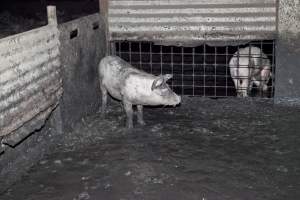 Grower pigs, excrement-covered floor - Australian pig farming - Captured at Wally's Piggery, Jeir NSW Australia.