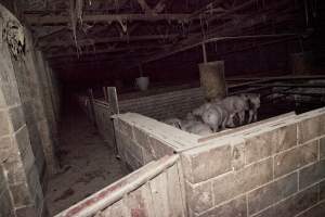 Grower pigs - Australian pig farming - Captured at Wally's Piggery, Jeir NSW Australia.