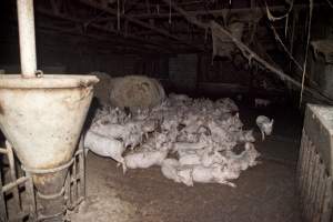 Weaner piglets - Australian pig farming - Captured at Wally's Piggery, Jeir NSW Australia.