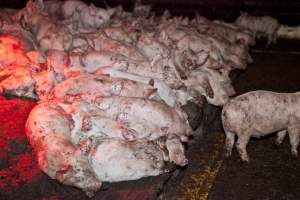 Weaner piglets - Australian pig farming - Captured at Wally's Piggery, Jeir NSW Australia.