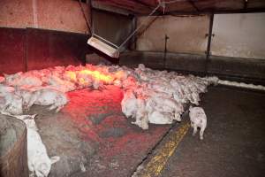 Weaner piglets - Australian pig farming - Captured at Wally's Piggery, Jeir NSW Australia.