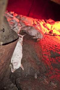 Weaner piglets - Australian pig farming - Captured at Wally's Piggery, Jeir NSW Australia.