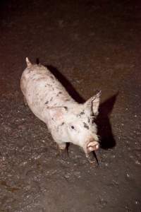Weaner piglet standing in excrement - Australian pig farming - Captured at Wally's Piggery, Jeir NSW Australia.