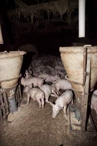 Weaner piglets - Australian pig farming - Captured at Wally's Piggery, Jeir NSW Australia.